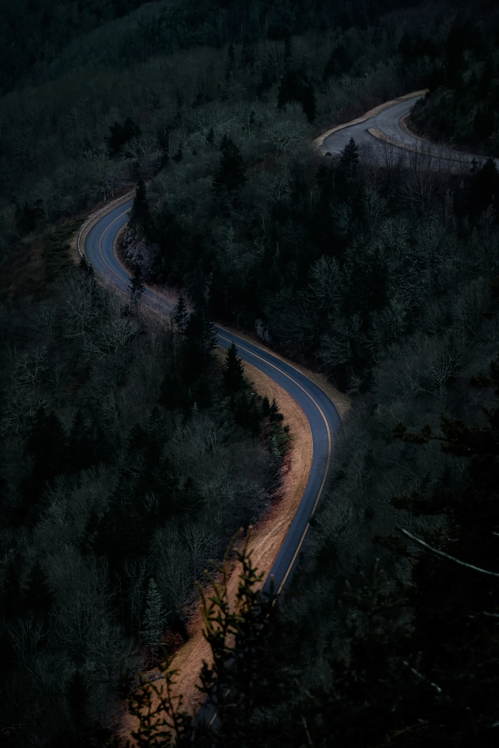 Road through dense forest